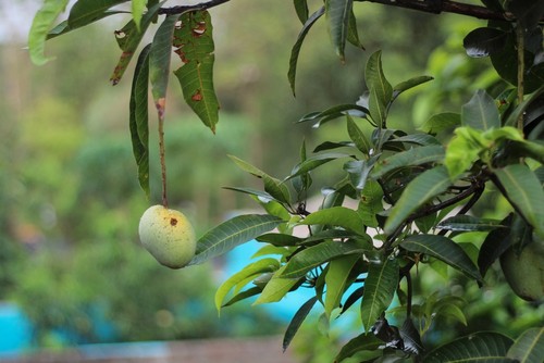 black spots on mango leaves