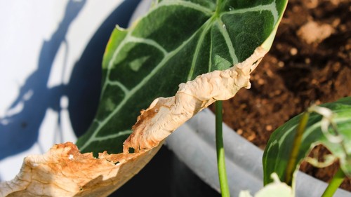 Anthurium Plant Dying