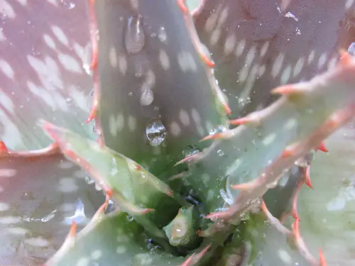 Agave Leaves Turning Brown