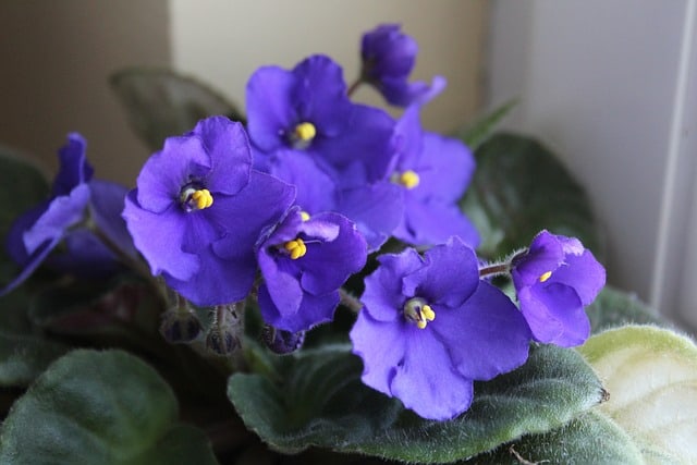 Can I Use African Violet Fertilizer on Other Plants? 9 Must-Know Tips