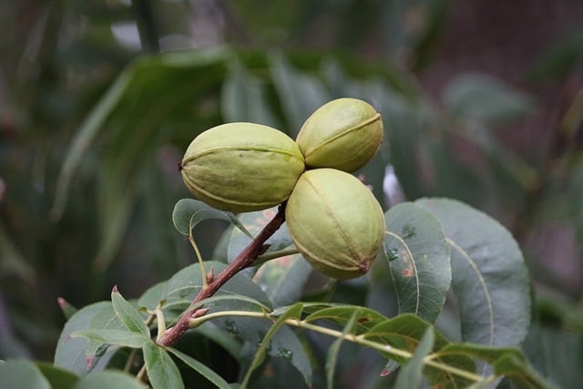 walnut g4e3e65d0e 640