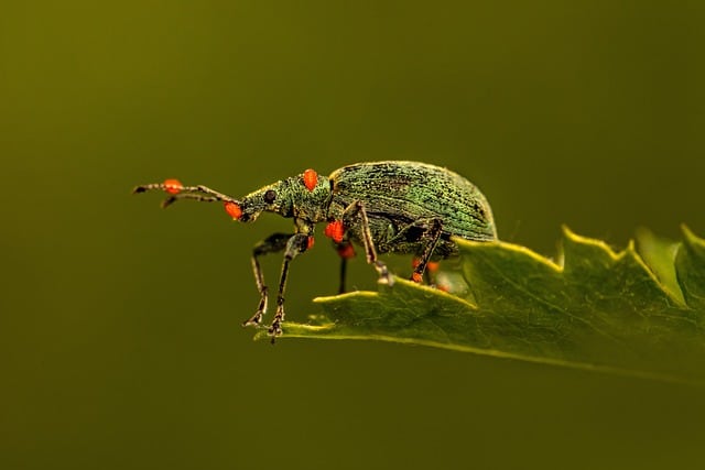 weevil g58ddf9060 640