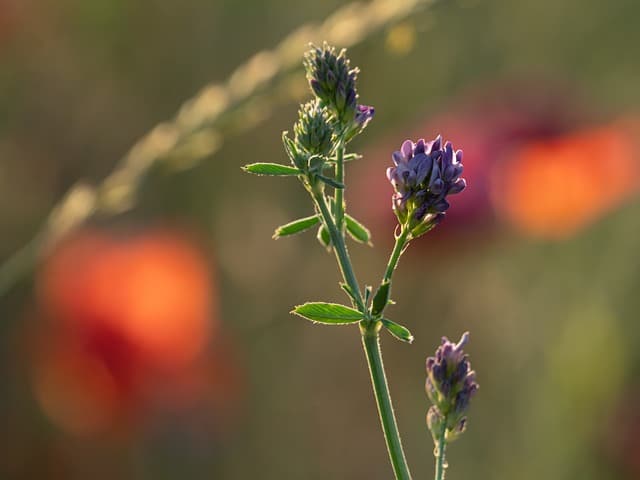 Can You Plant Alfalfa and Clover Together