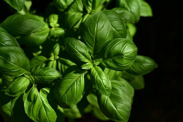 how to treat black spots on basil leaves