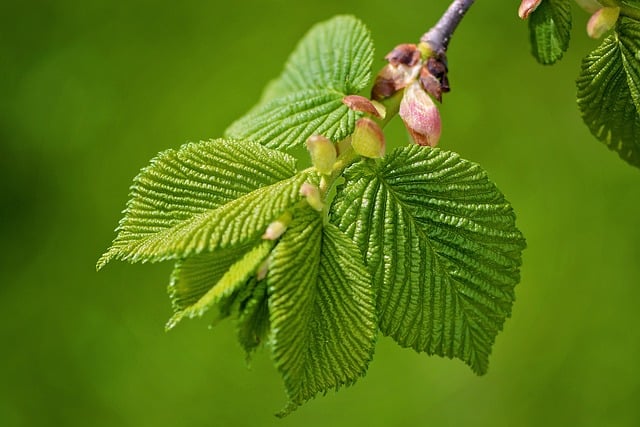 Yellowing Elm Tree Leaves