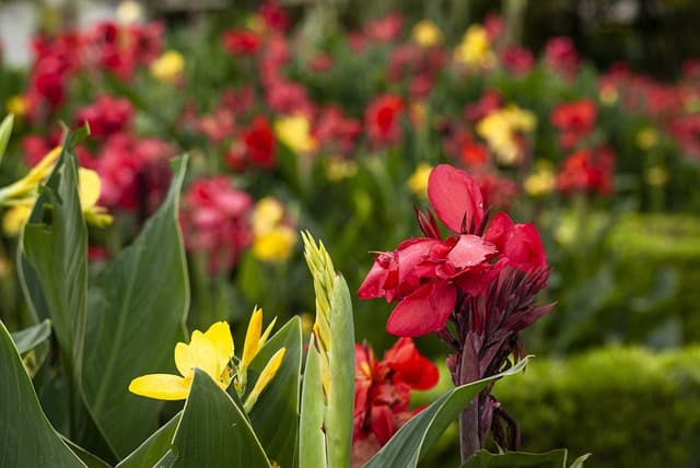 Canna Lily Leaves Turning Yellow: 7 Causes, Solutions & Best Care Tips