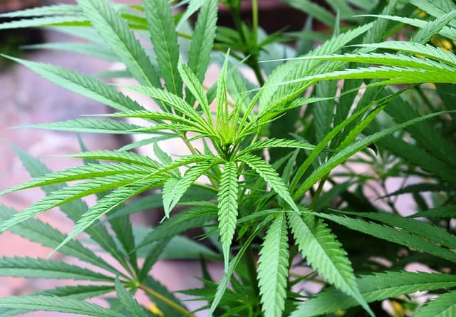 Brown Spots on Marijuana Leaves