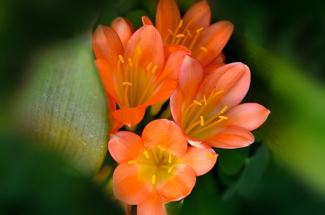 Clivia Leaves Turning Yellow: 3 Causes, Solutions & Best Care Tips