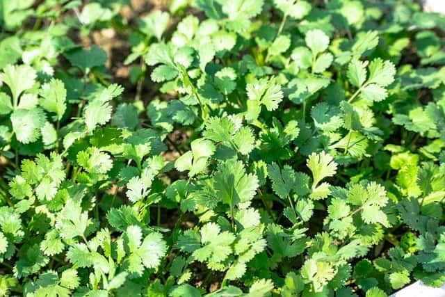 coriander 7632200 640