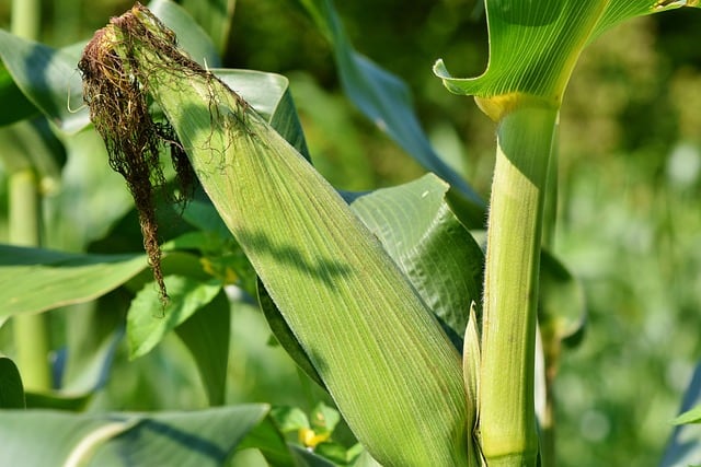 Can You Plant Corn with a Grain Drill