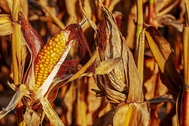 how to revive a dying corn plant
