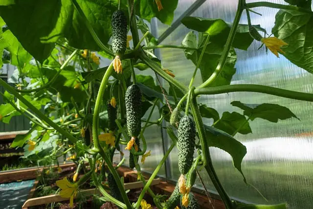 Can You Plant Different Varieties of Cucumbers Together