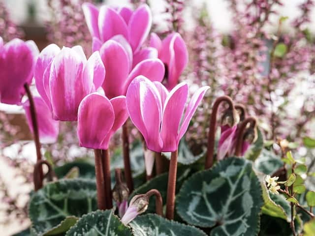 cyclamen 3808413 640