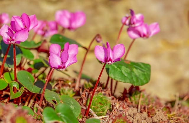 Cyclamen Turning Yellow