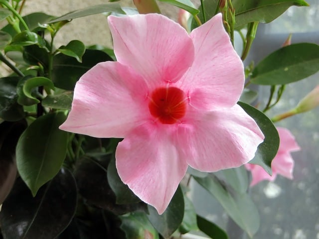 Dipladenia Leaves Turning Yellow and Falling Off