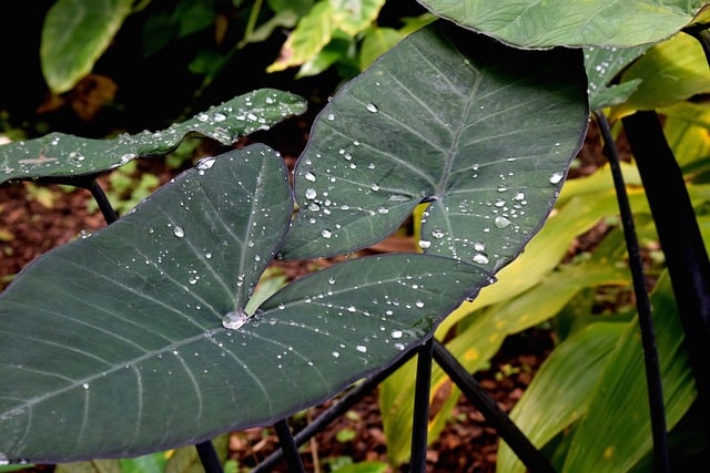 elephant ear 1328115 640