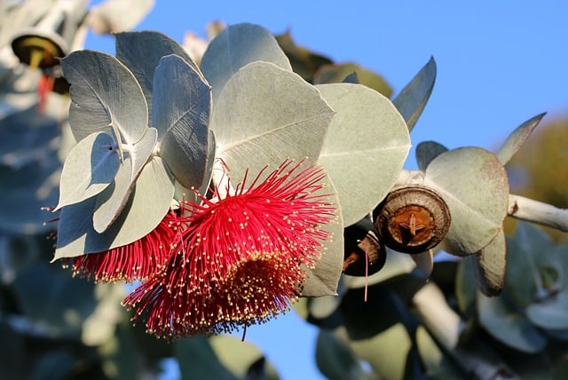 how to revive a dying eucalyptus plant