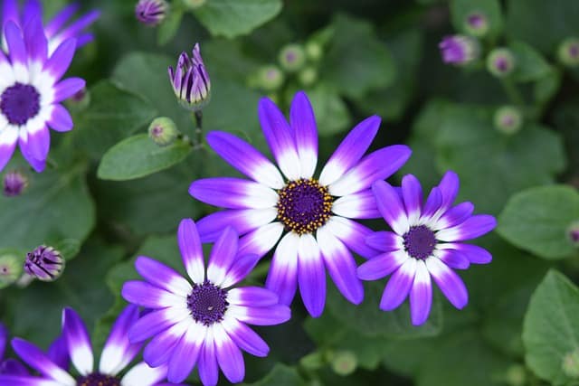 Do Senetti Plants Come Back Every Year