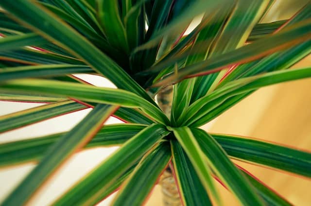 how to save a dying dracaena plant