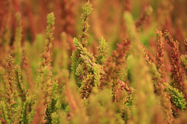 how to revive dying heather plant