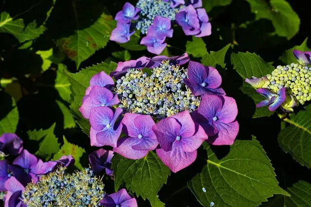 how to save dying hydrangea plant