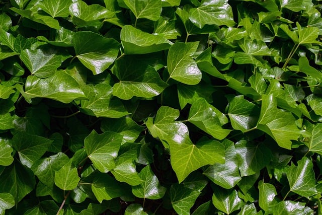 English Ivy Leaves Turning Yellow