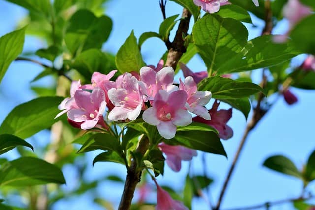 jasmine plant dying