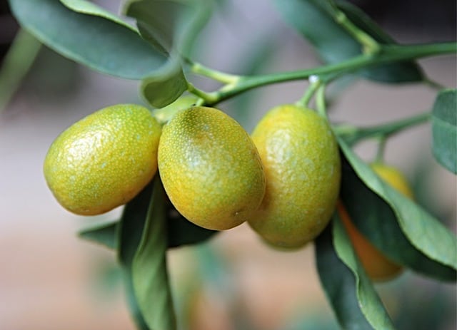 kumquat 4695641 640