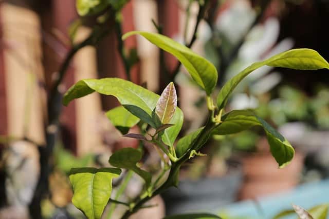 kumquat leaves turning yellow