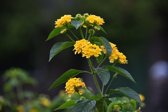 lantana leaves turning yellow