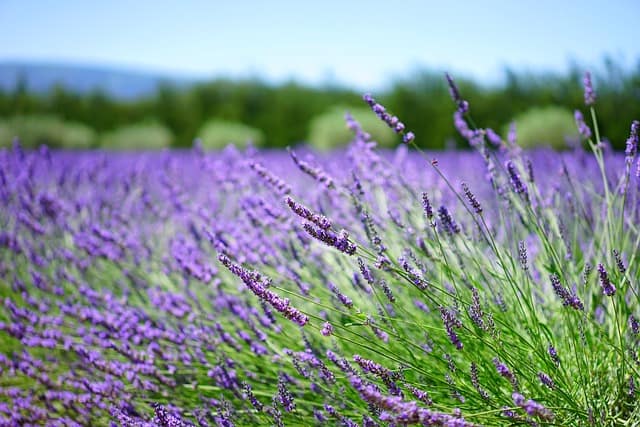 lavenders 1595486 640 1