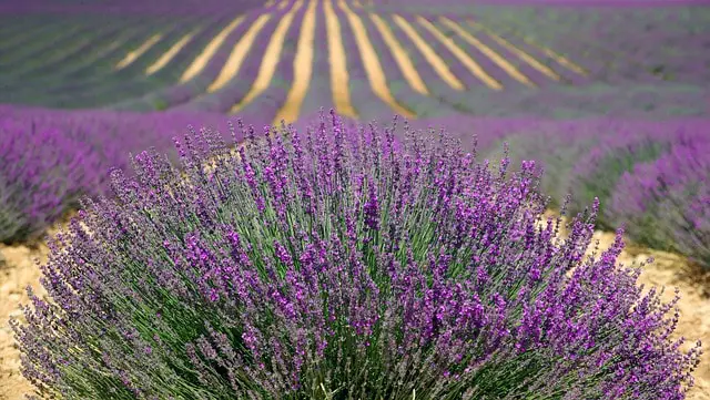 how to save a dying lavender plant