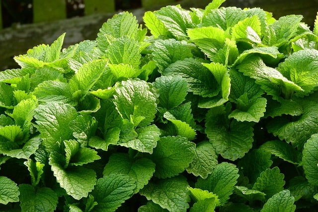 lemon balm 2370815 640