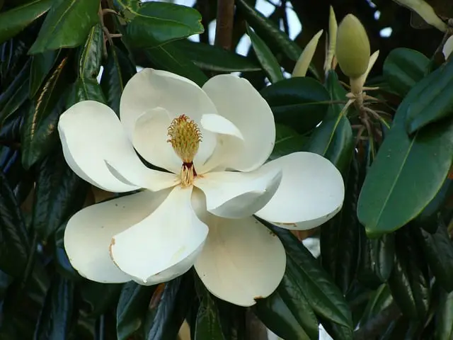 magnolia 142503 640