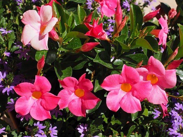 mandevilla 1521768 640 1