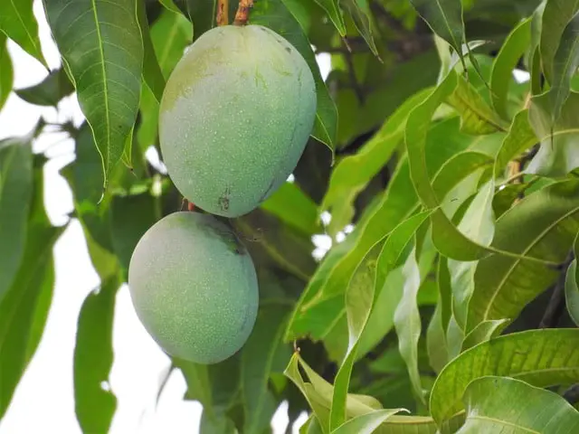 Brown Spots on Mango Leaves