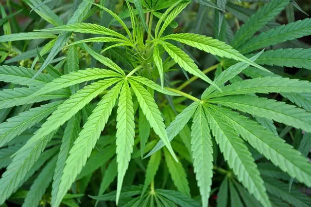 marijuana leaves turning yellow with brown spots