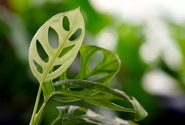 monstera plant drooping leaves