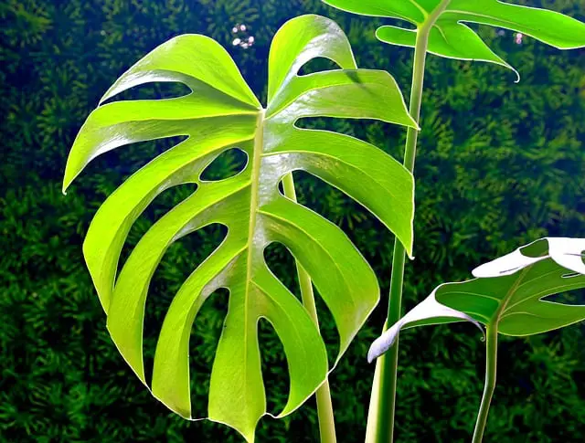 Monstera Yellow Leaves with Brown Spots