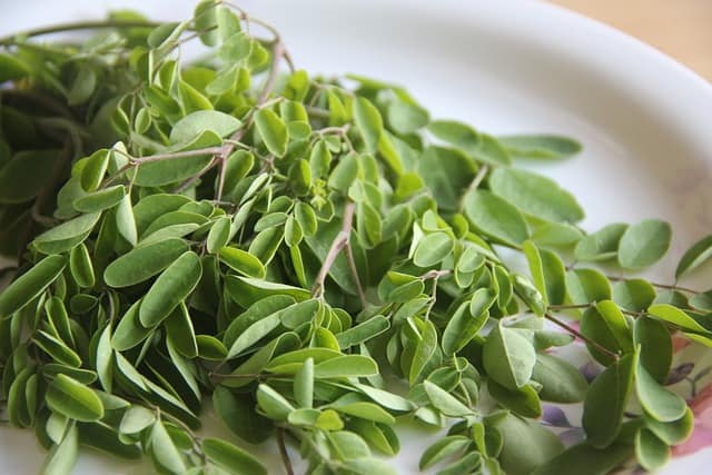 moringa 4032597 640