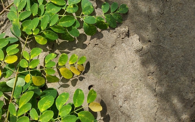 moringa leaves turning yellow