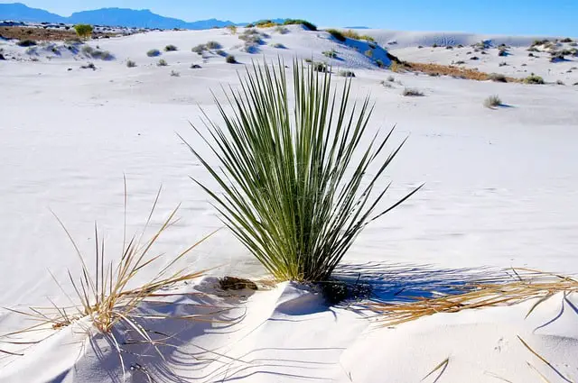 how to save a dying yucca plant