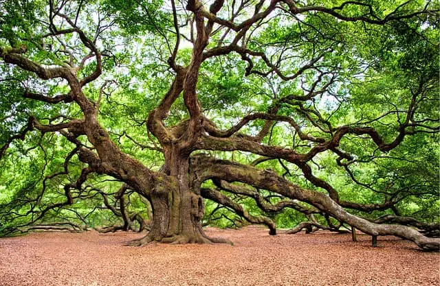 oak tree 2018822 640