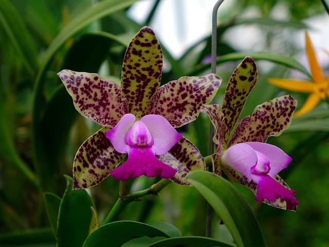 orchids 419395 640