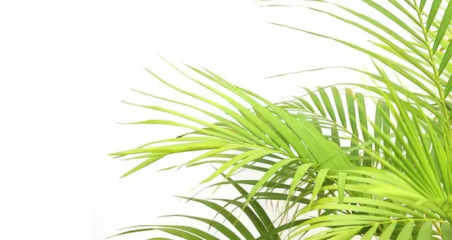 how to treat black spots on palm leaves
