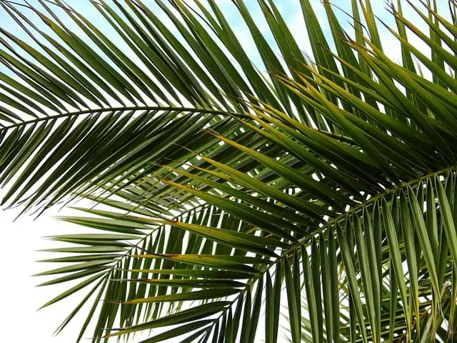 how to treat brown spots on palm leaves