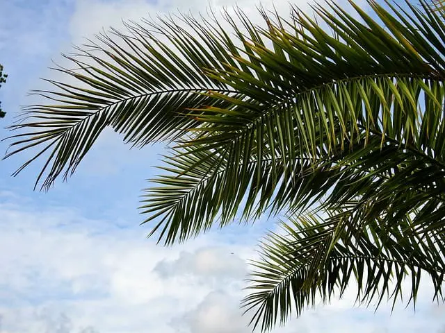 palm tree 1615003 640