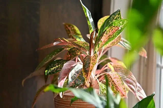 Chinese Evergreen Brown Spots on Leaves