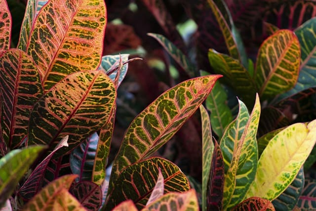 Croton Plant Drooping Leaves