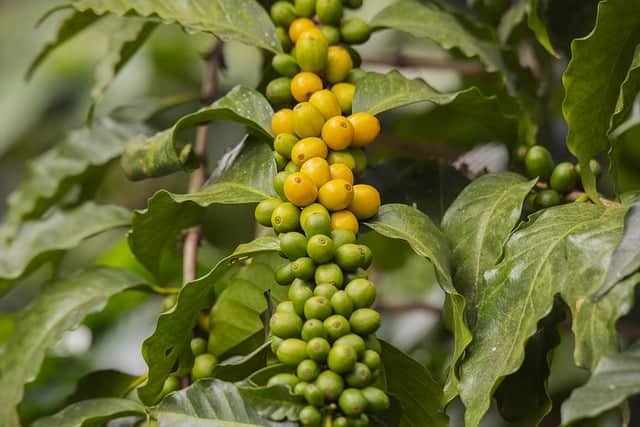 Coffee Plant Drooping Leaves: 6 Causes, Solutions & Best Care Tips